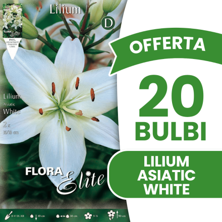 OFFERTA 20 BULBI LILIUM ASIATIC WHITE