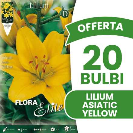OFFERTA 20 BULBI LILIUM ASIATIC GIALLO