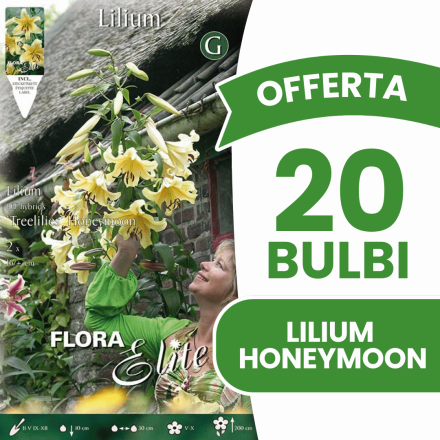 OFFERTA 20 BULBI LILIUM GIGANTE HONEYMOON