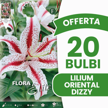 OFFERTA 20 BULBI LILIUM ORIENTAL DIZZY