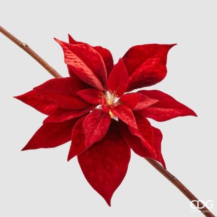 Stella Natale con Clip D.23 Rosso