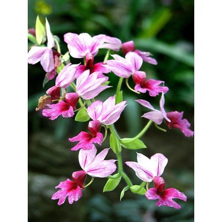 ORCHIDEA DA GIARDINO CALANTHE EXT VASO 12CM COLORE ASSORTITO ROSA/GIALLO