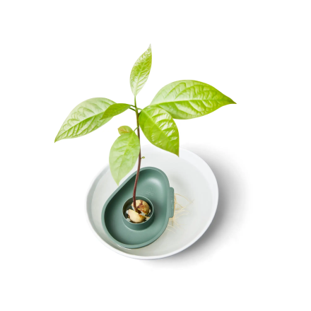 ERSTAUNLICHES AVOCADO-FLOATER-BLATT G