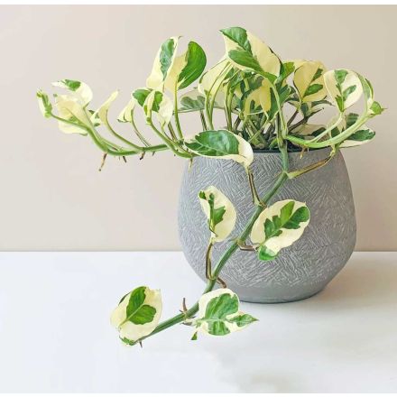 EPIPREMNUM AUREUM POTOS N JOY VASO 12CM