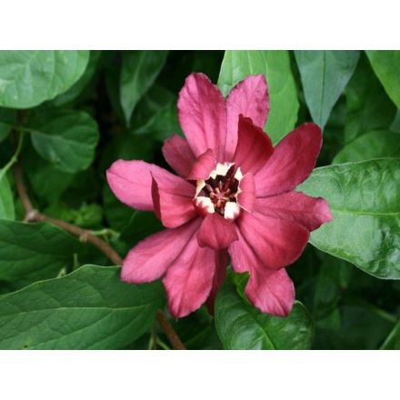 CALYCANTHUS HARTLAGE WINE IN VASO DA 32CM