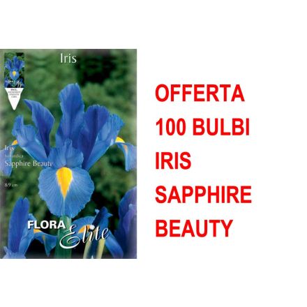 OFFERTA 100 BULBI IRIS HOLLANDICA SAPPHIRE BEAUTY