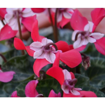 CICLAMINO DJIX IN VASO 10CM