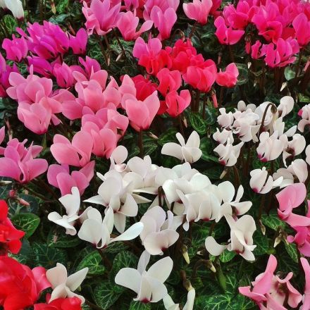 CICLAMINO COLORI ASSORTITI FUCSIA BIANCHI ROSSI VASO 14CM