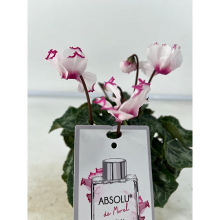 CICLAMINO PROFUMATO IN VASO DA 10,5CM