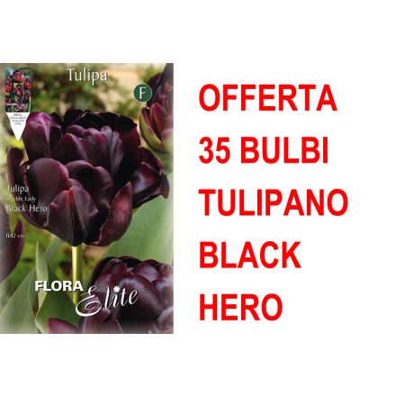 OFFERTA 35 BULBI TULIPANO A FIORE DOPPIO LATE BLACK HERO