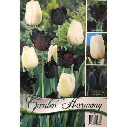 COLLEZIONE 15 BULBI DI TULIPANI NERI E BIANCHI PER AIUOLE E VASI