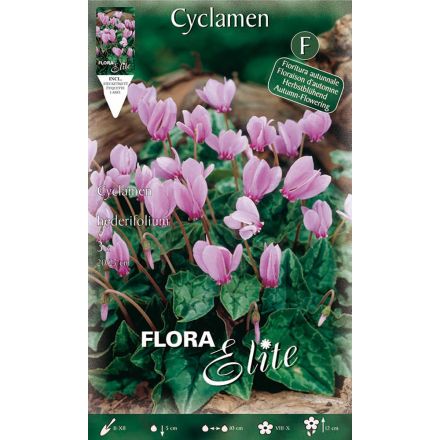 CICLAMINO CYCLAMEN HEDERIFOLIUM (CONFEZIONE DA 3 BULBI)