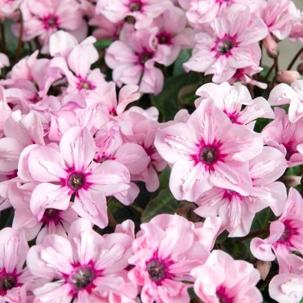 CICLAMINO ILLUSIA PERSICUM VASO 13CM