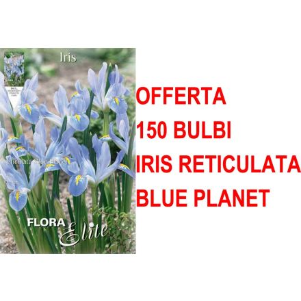 OFFERTA 150 BULBI IRIS RETICULATA BLUE PLANET
