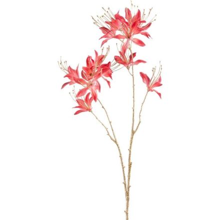 Monarda fiore colore Salmone, 80 cm