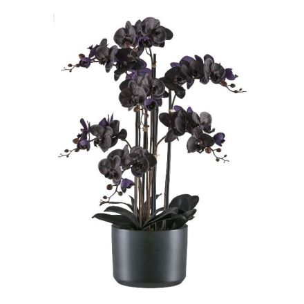 Orchidea Phalaenopsis 7,77cm, Vaso Ceramica Nero 22x16,5cm