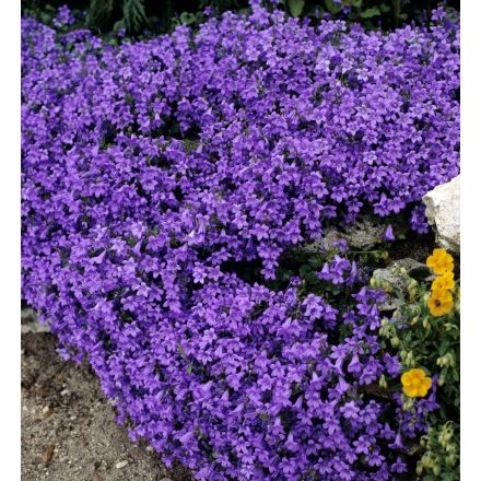 CAMPANULA GET ME BLU VASO 10CM