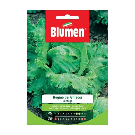 SEMI LATTUGA REGINA DEI GHIACCI BLUMEN
