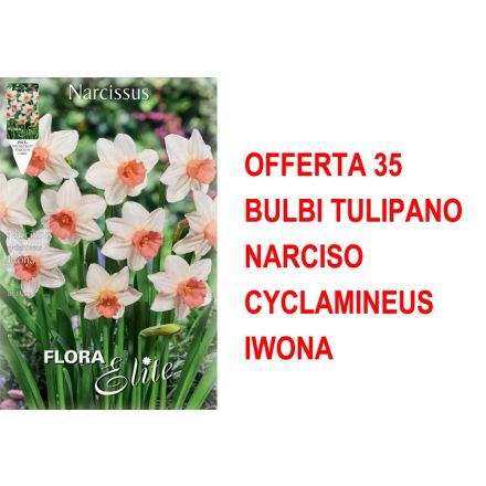 OFFERTA 35 BULBI NARCISO CYCLAMINEUS IWONA