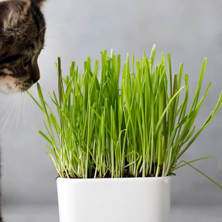NEPETA ERBA GATTA IN VASO 12CM