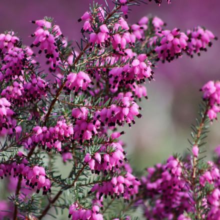 ERICA DARLEYENSIS ROSA IN VASO DA 12CM