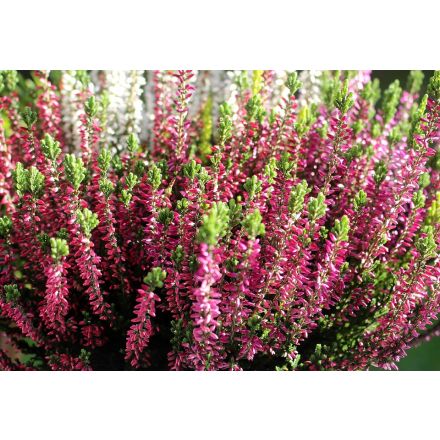 ERICA ROSSA IN VASO DA 12CM