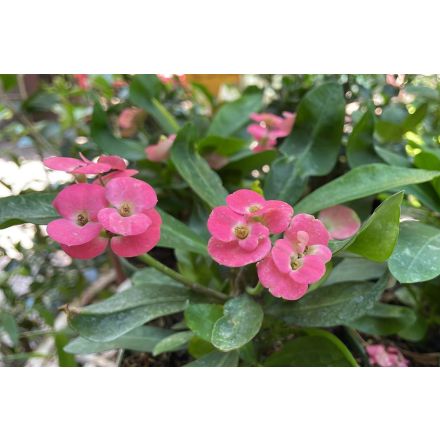 EUPHORBIA MILII IN VASO DA 22CM