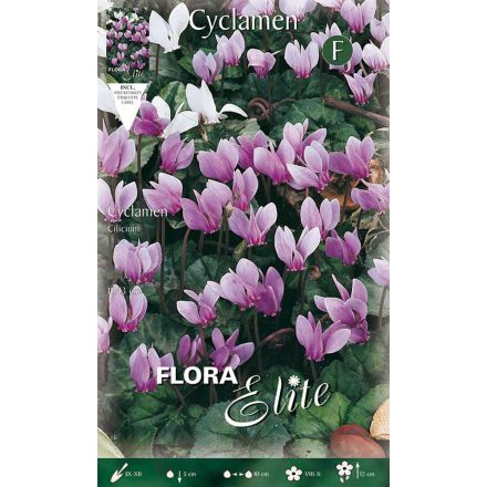 CICLAMINO CYCLAMEN CILICIUM (CONFEZIONE DA 5 BULBI)