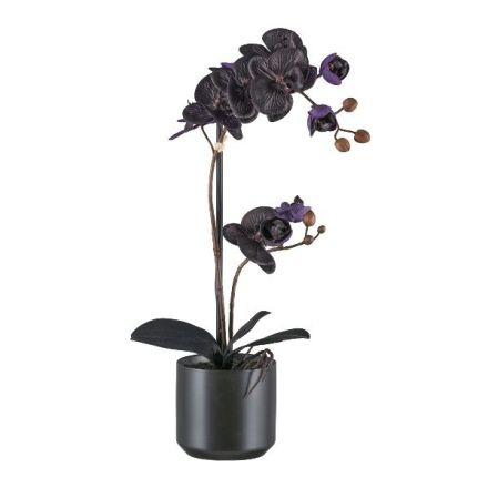 Phalaenopsis in Vaso Ceramica Nero, 2,5cm, 12x11,5cm