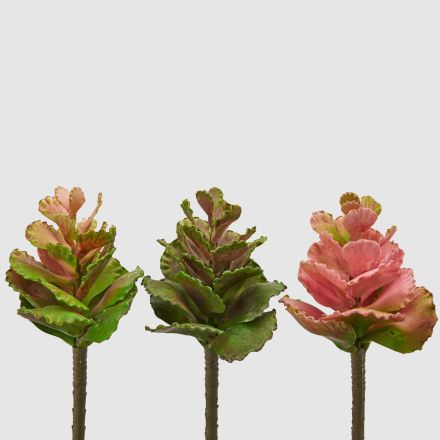 EDG Succulenta artificiale "Olis" Real Touch H20 cm Verde/Rosa Assortito