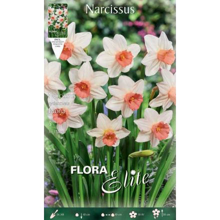 NARCISO CYCLAMINEUS IWONA (CONFEZIONE DA 5 BULBI)