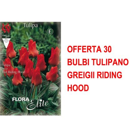 OFFERTA 30 BULBI TULIPANO GREIGII RIDING HOOD
