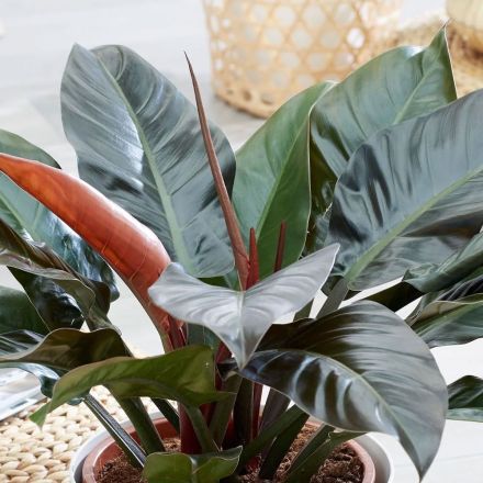 PHILODENDRON IMPERIAL RED VASO 17CM