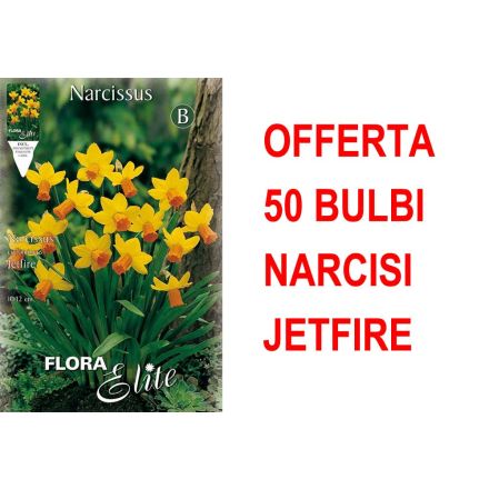 OFFERTA 50 BULBI NARCISO CYCLAMINEUS JETFIRE