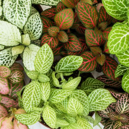 FITTONIA COLORI ASSORTITI VASO 12CM