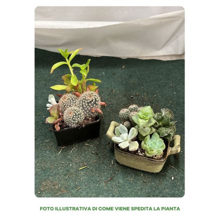 1 COMPOSIZIONE ASSORTITA DI PIANTE GRASSE IN CIOTOLA