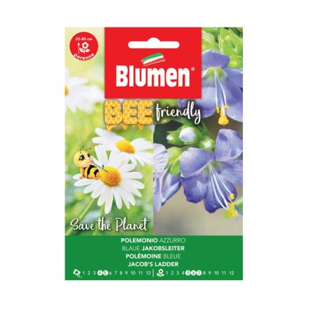 SEMI POLEMONIUM COERULEUM AZZURRO BLUMEN