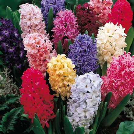 GIACINTO BULBO VASO 12CM