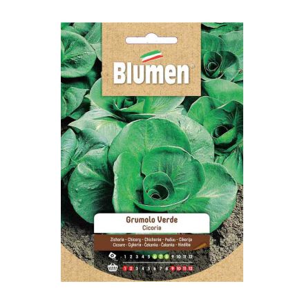 SEMI CICORIA GRUMOLO VERDE BIOLOGICA BLUMEN