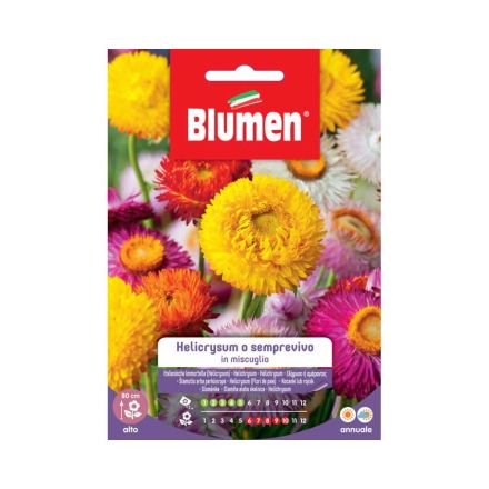 SEMI HELICRYSUM MIX BLUMEN