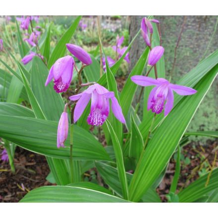 ORCHIDEA DA GIARDINO BLETILLA STRIATA ROSA VASO 12CM