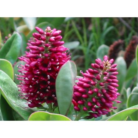 HEBE ADDENDA RED ROSSA IN VASO DA 12CM