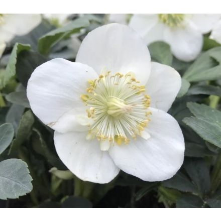 HELLEBORUS CHRISTMAS CAROL IN VASO DA 15CM