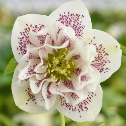 WEISSE ERDBEER-TRAUBEN (1 PFLANZE)