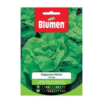 SEMI LATTUGA CAPPUCCIO ESTIVA BLUMEN
