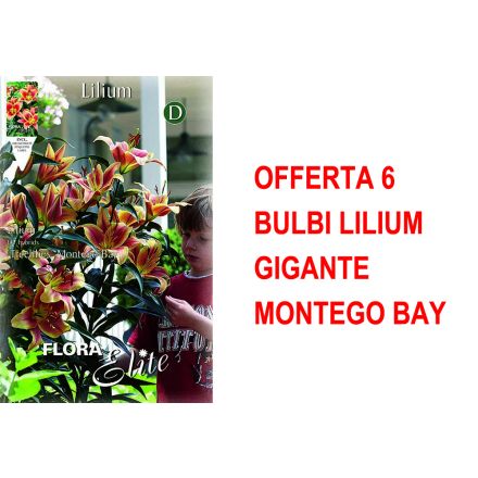 OFFERTA 6 BULBI LILIUM GIGANTE MONTEGO BAY