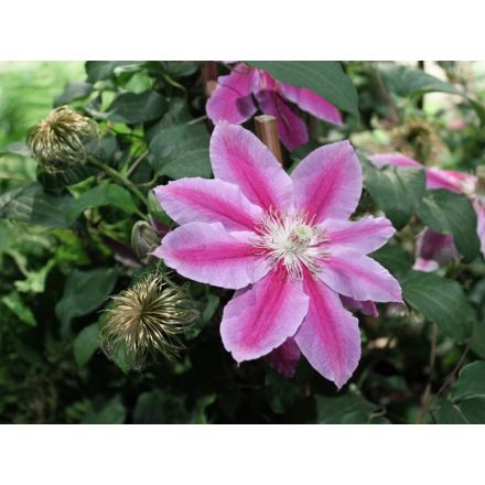 CLEMATIS PAT. DR RUPPEL VASO 16CM