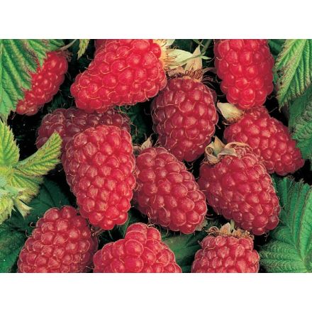 LAMPONE ROSSO RIFIORENTE (1 PIANTA)