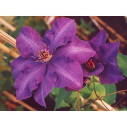 CLEMATIDE CLEMATIS JACK. JACKMANII (1 PIANTA) VASO 16CM