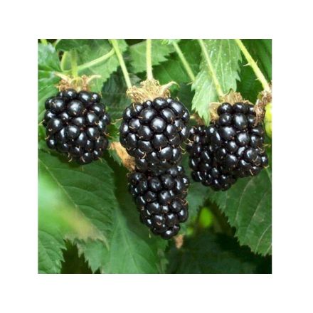 MORA CHESTER RUBUS FRUTICOSUS (1 PIANTA)